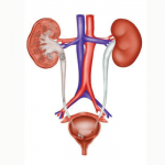أعراض التهاب المسالك البولية
