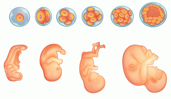 نتيجة بحث الصور عن مراحل تكوين الجنين