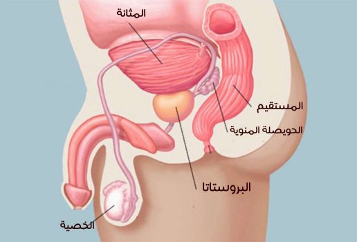 البروستاتا